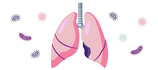 Sistema respiratorio