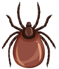 Garrapata